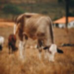 The importance of observation in cattle handling