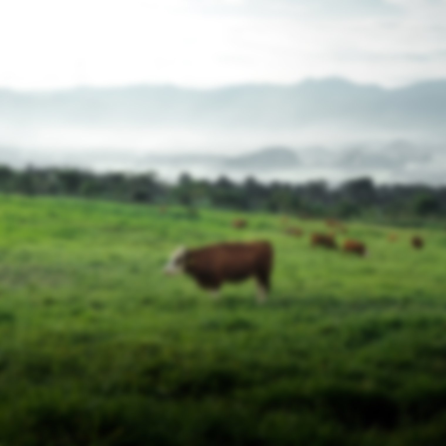 Terneros para engorde