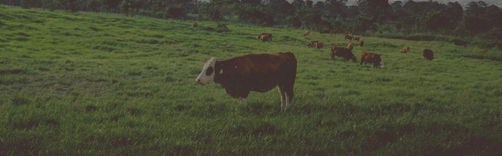 Vacas para Reproducción
