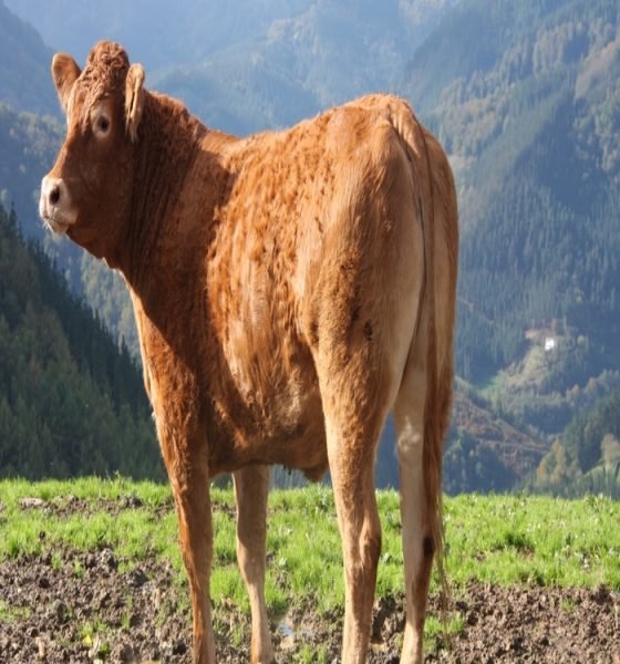 GAZTEA_tcm30-114593 (1)