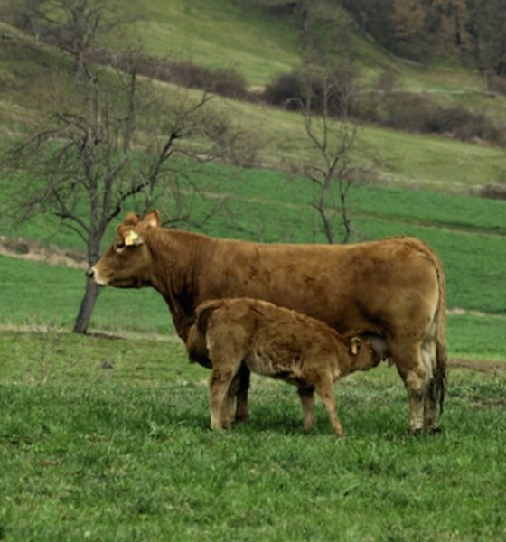 vaca-i-vedell-370x478 (1)